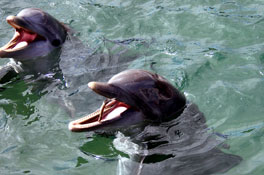 dolphins